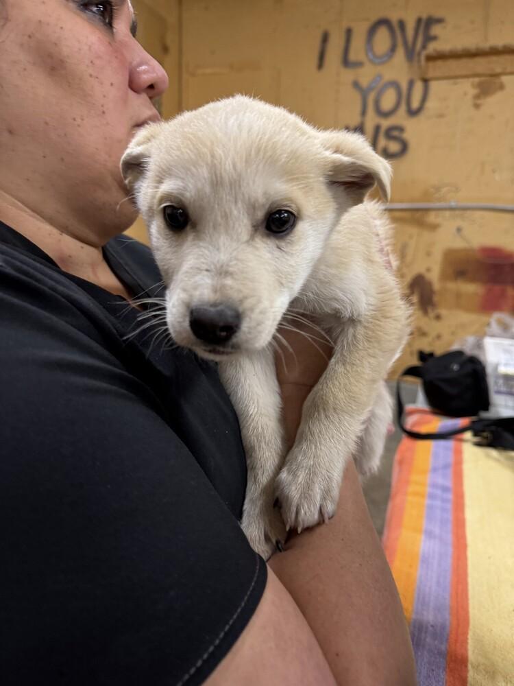 Enlarge Scallywag, a Adoptable mixed breed in Calgary, AB image 1/1