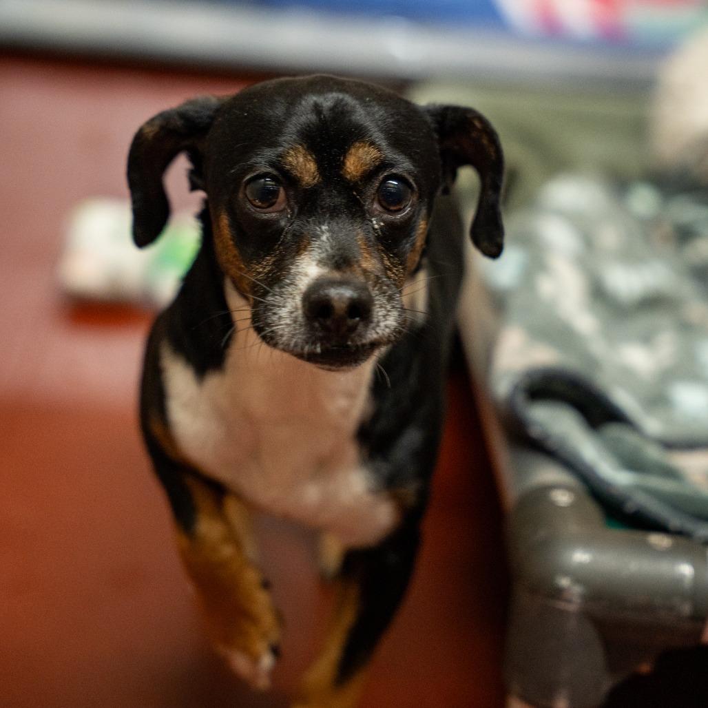Nick, Adoptable, Adult Male Terrier & Mixed Breed.