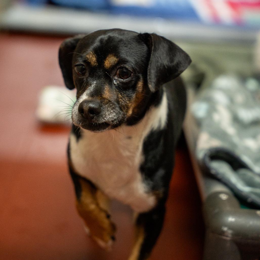 Nick, a Adoptable mixed breed in Gainesville, GA image 2/2