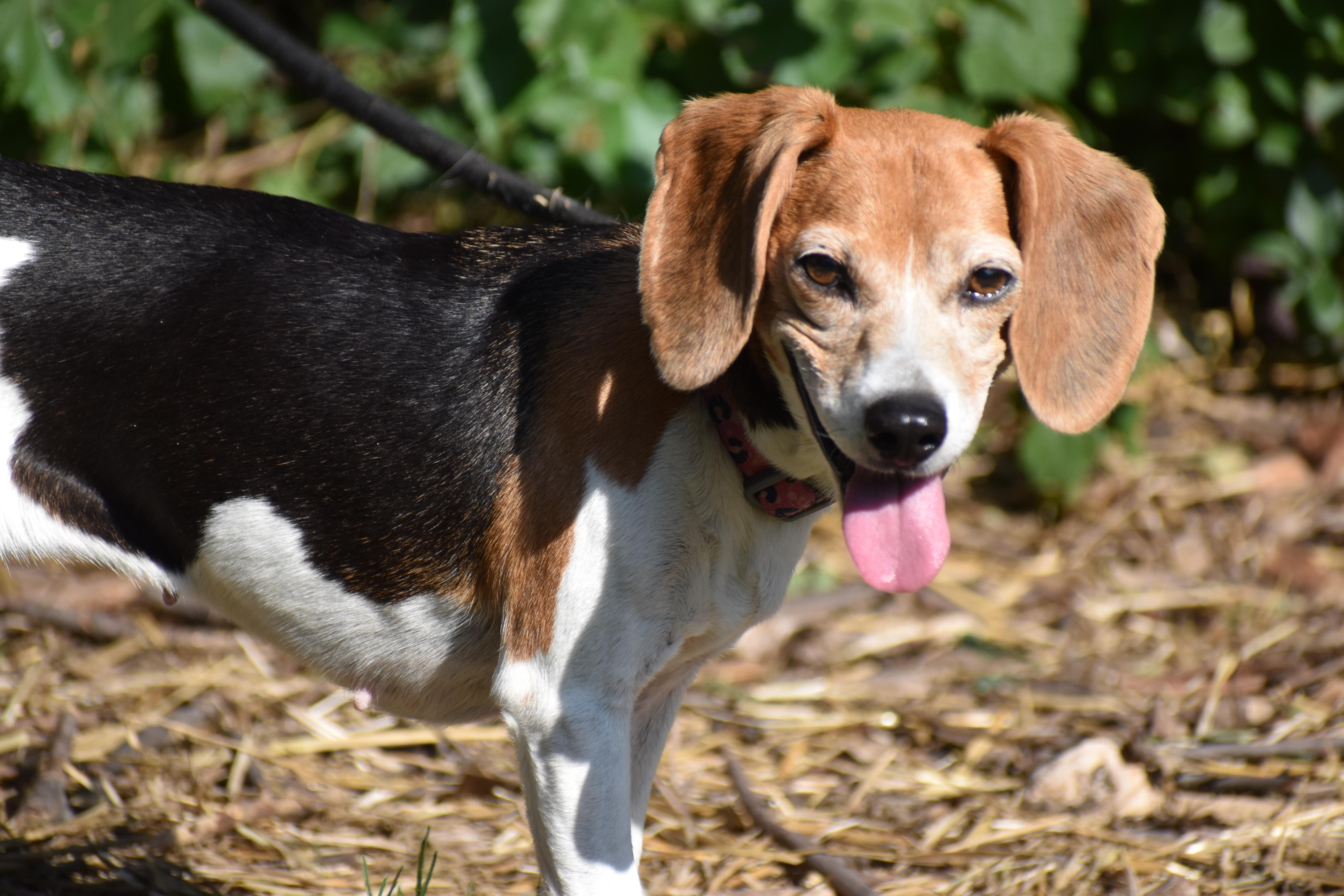 Enlarge Hazel- Foster to Adopt, a ADOPTABLE Beagle in Wood Dale, IL image 2/6