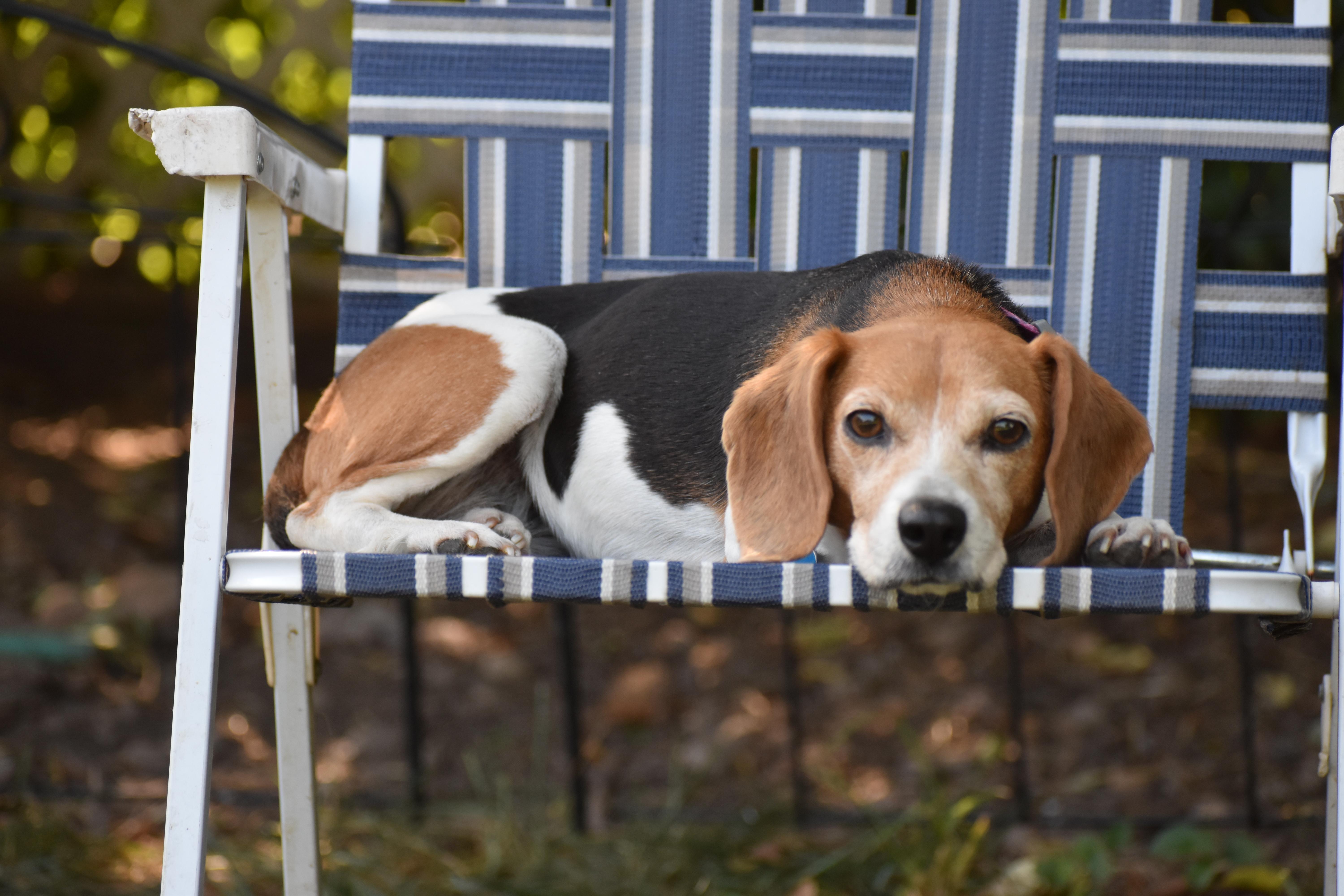 Enlarge Hazel- Foster to Adopt, a ADOPTABLE Beagle in Wood Dale, IL image 5/6