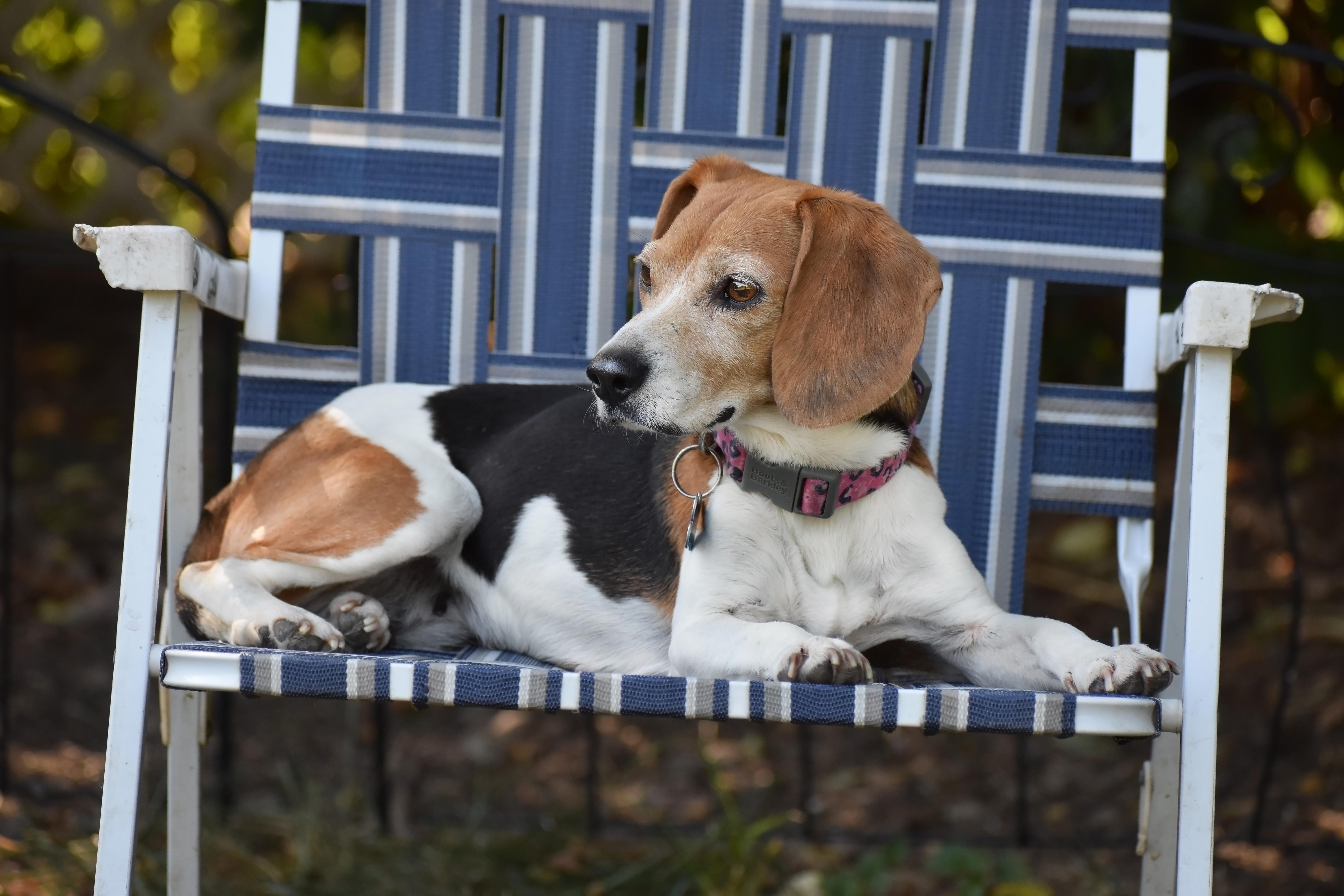 Enlarge Hazel- Foster to Adopt, a ADOPTABLE Beagle in Wood Dale, IL image 4/6