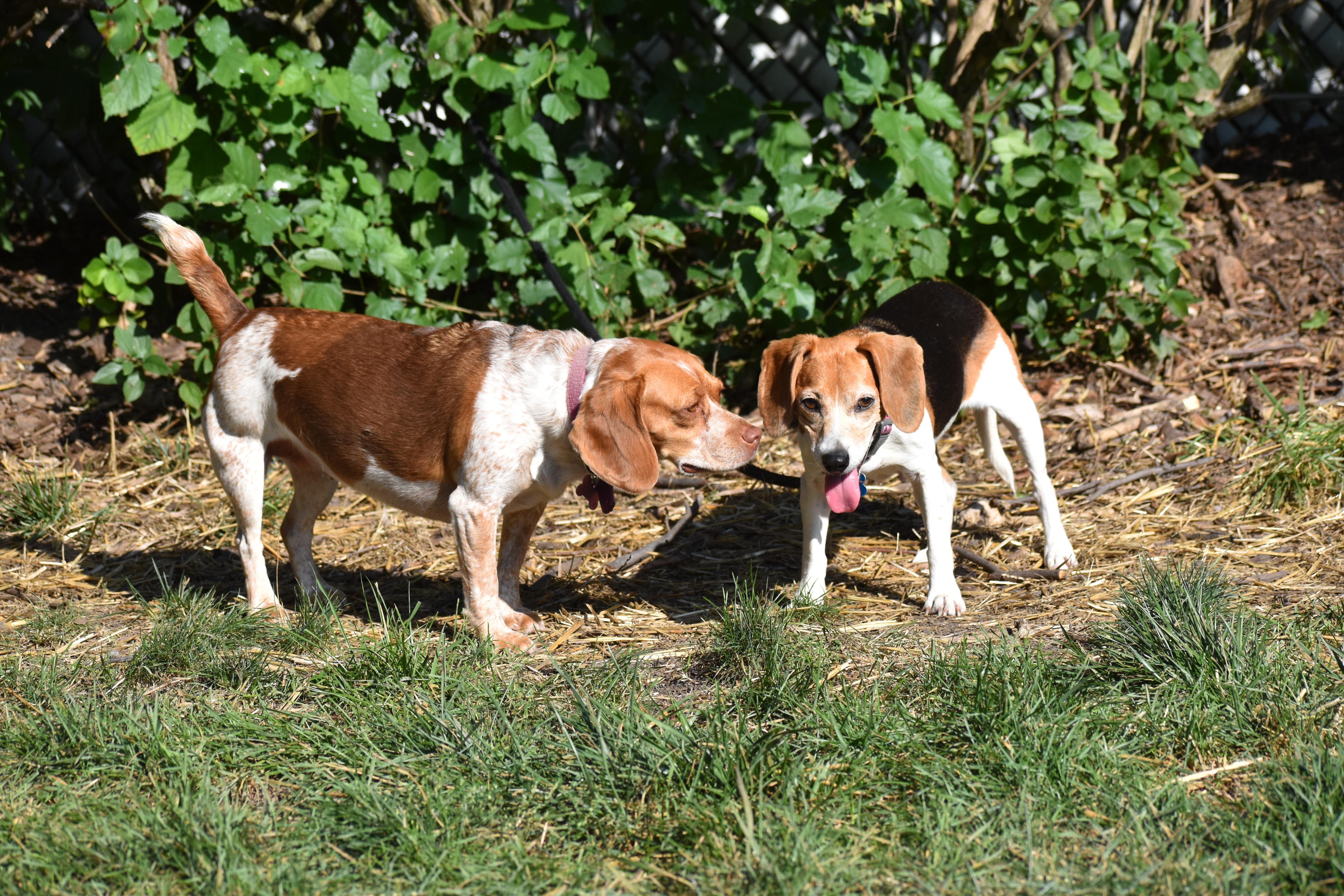 Enlarge Hazel- Foster to Adopt, a ADOPTABLE Beagle in Wood Dale, IL image 3/6