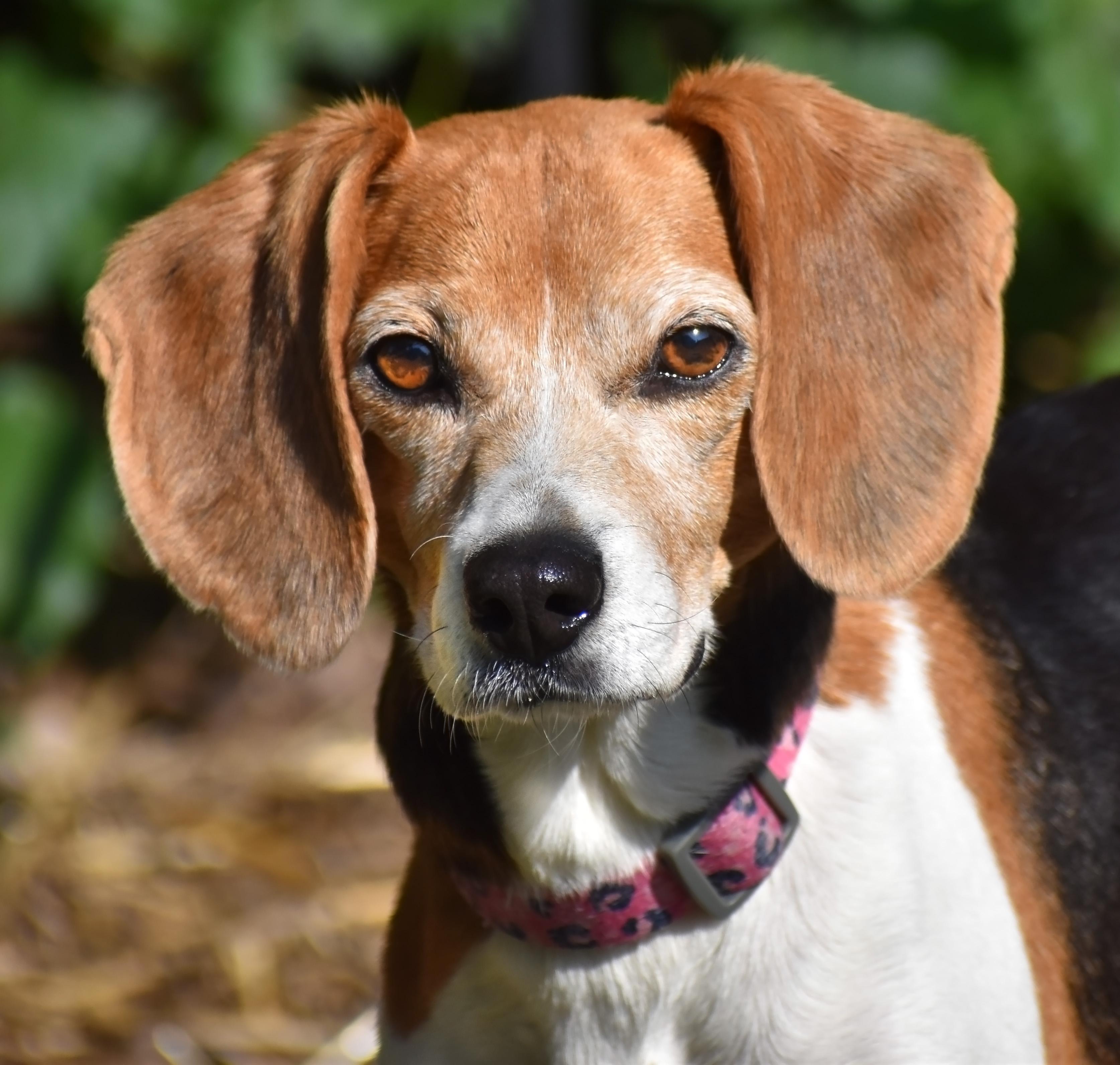 Enlarge Hazel- Foster to Adopt, a ADOPTABLE Beagle in Wood Dale, IL image 1/6