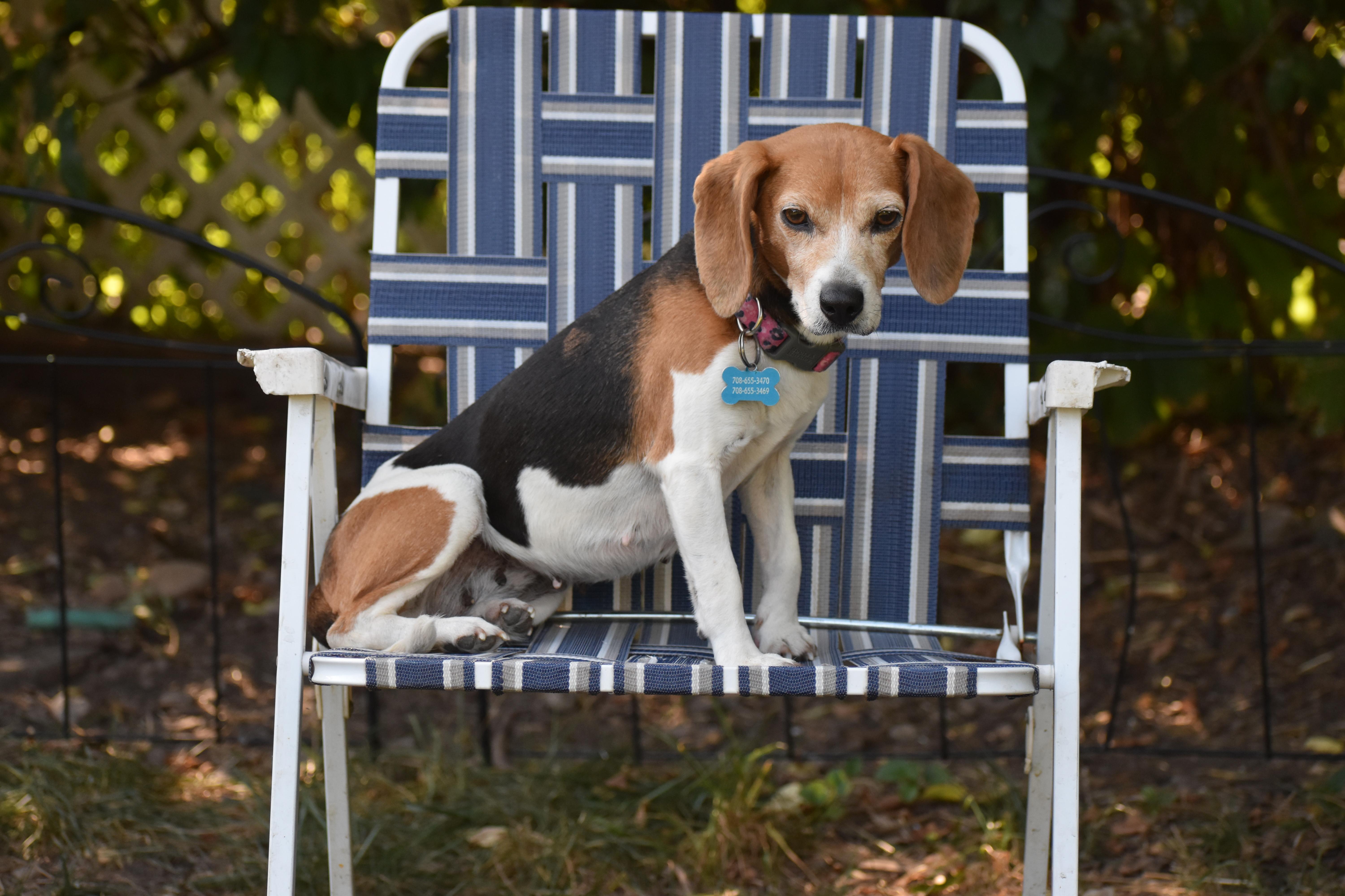 Enlarge Hazel- Foster to Adopt, a ADOPTABLE Beagle in Wood Dale, IL image 6/6