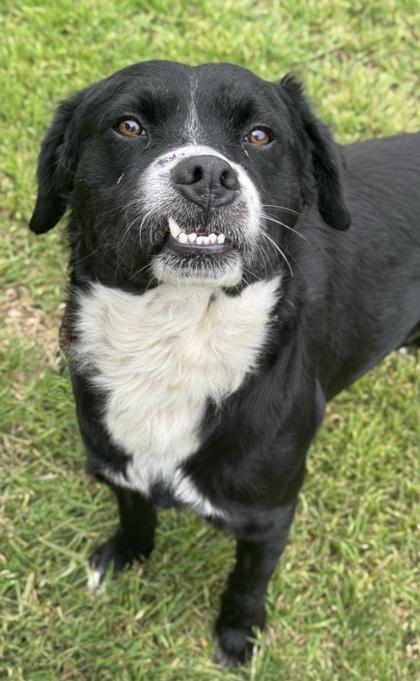 Chupacabra — thumbnail 3