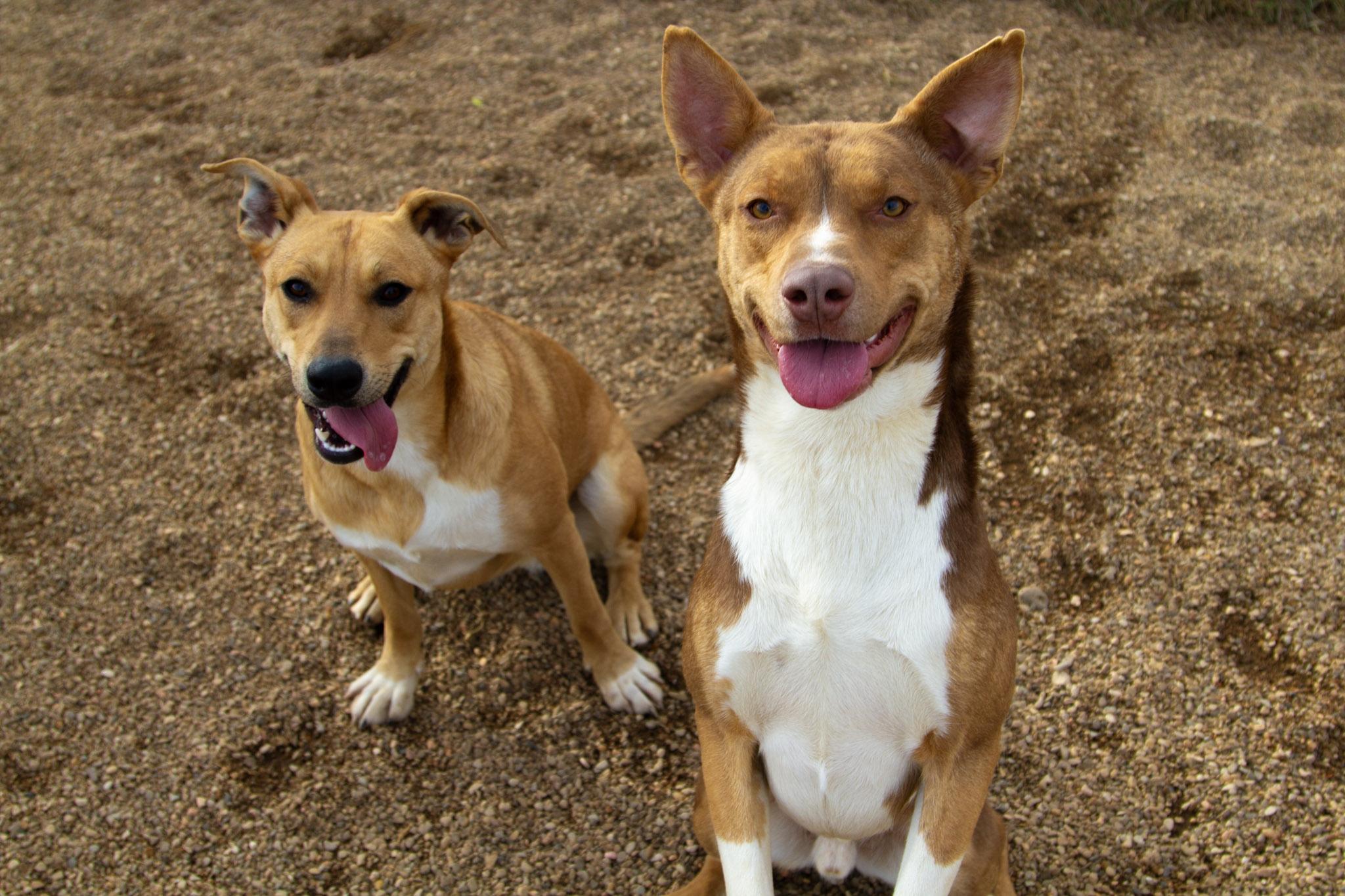 Enlarge Lily (Bonded with Sparky), an adoptable Mixed Breed in Rapid City, SD image 5/5