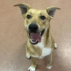 Lily (Bonded with Sparky) — thumbnail 2