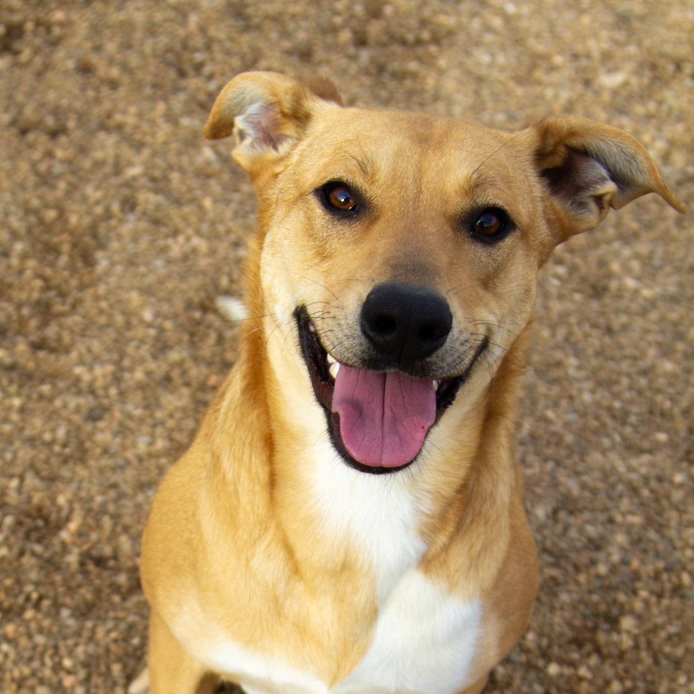 Enlarge Lily (Bonded with Sparky), an adoptable Mixed Breed in Rapid City, SD image 1/5