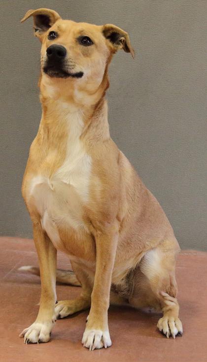 Enlarge Lily (Bonded with Sparky), an adoptable Mixed Breed in Rapid City, SD image 3/5
