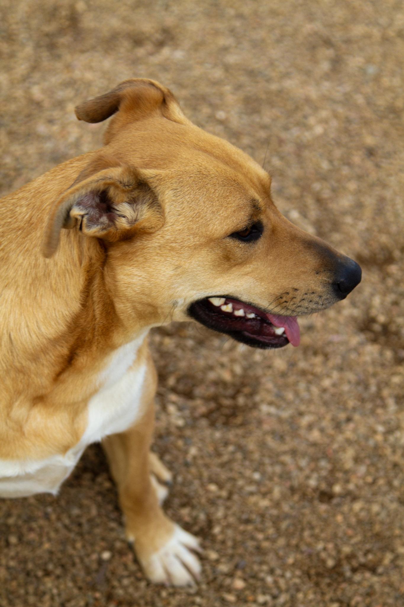 Lily (Bonded with Sparky) — thumbnail 5