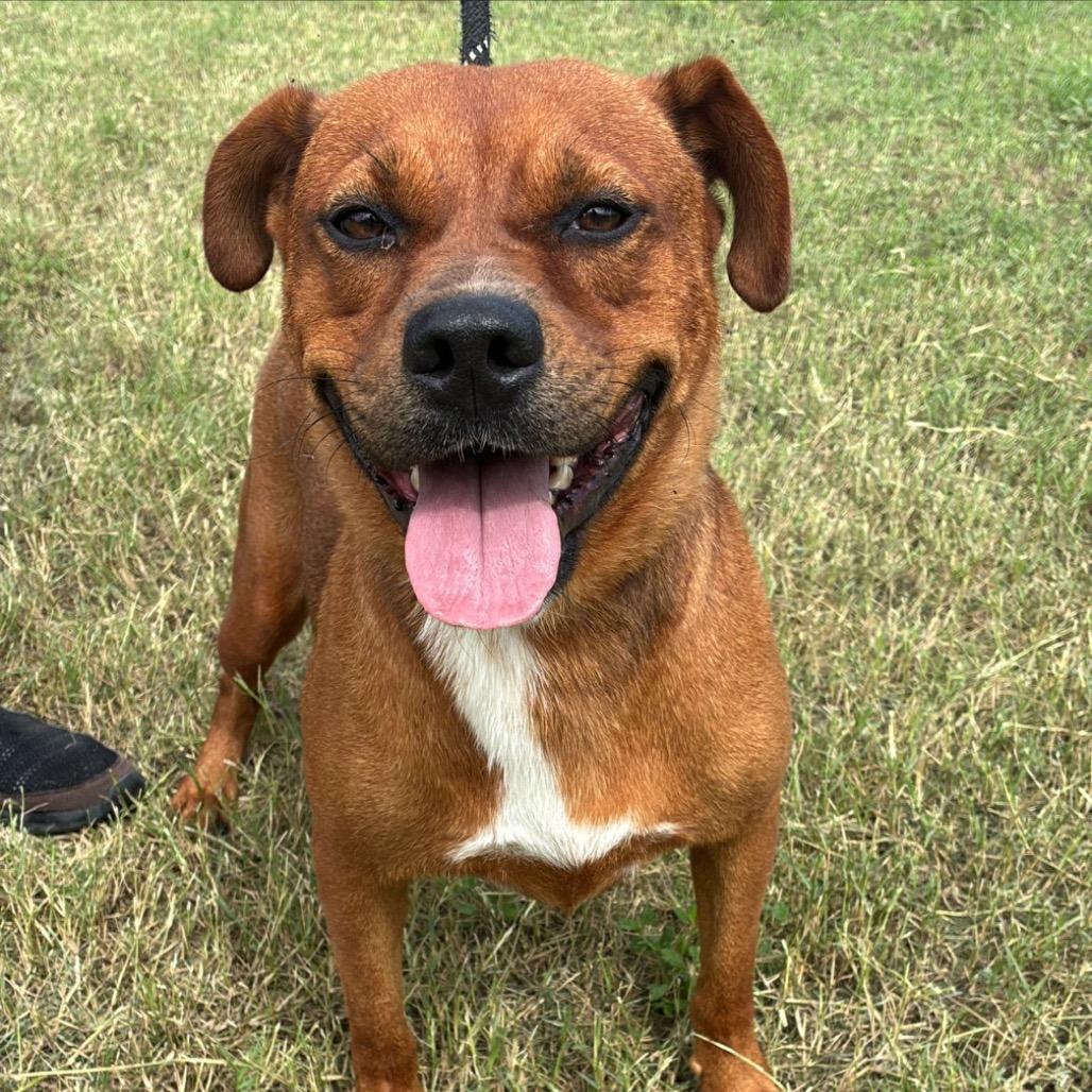 John, Adoptable, Adult Male Pit Bull Terrier.