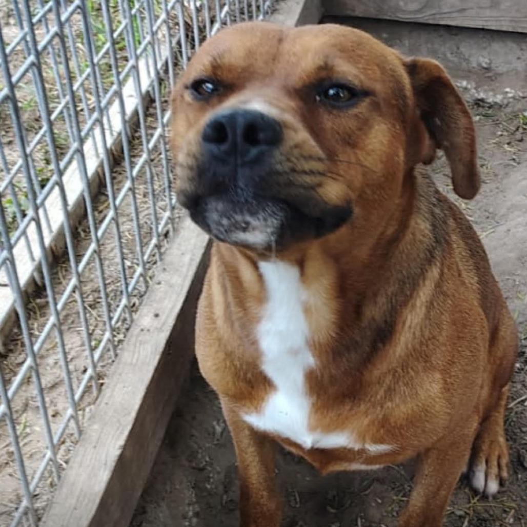 John, Adoptable, Adult Male Pit Bull Terrier.