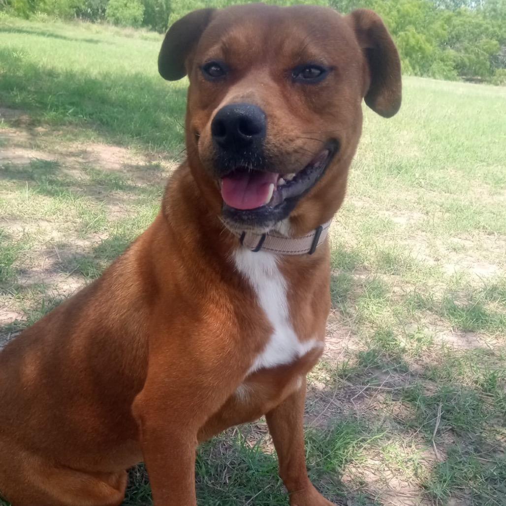 Enlarge John, a Adoptable mixed breed in West Islip, NY image 2/6