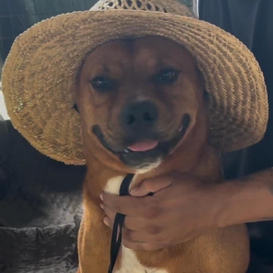Enlarge John, a Adoptable mixed breed in West Islip, NY image 3/6