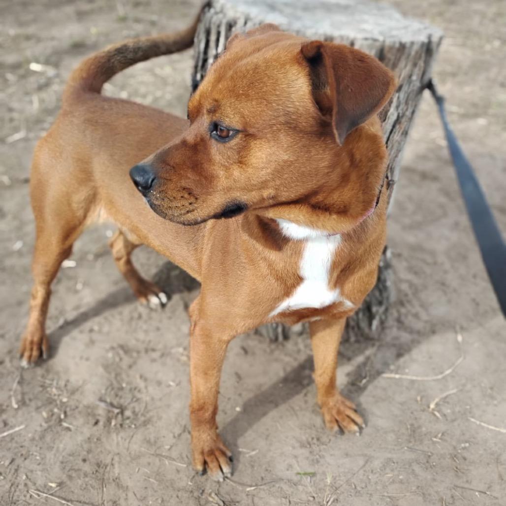Enlarge John, a Adoptable mixed breed in Oceanside, NY image 2/6