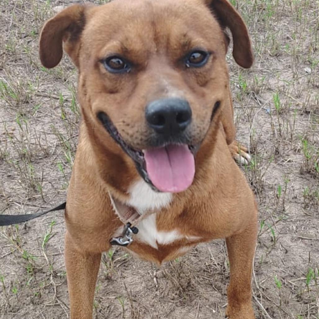 Enlarge John, a Adoptable mixed breed in West Islip, NY image 3/6