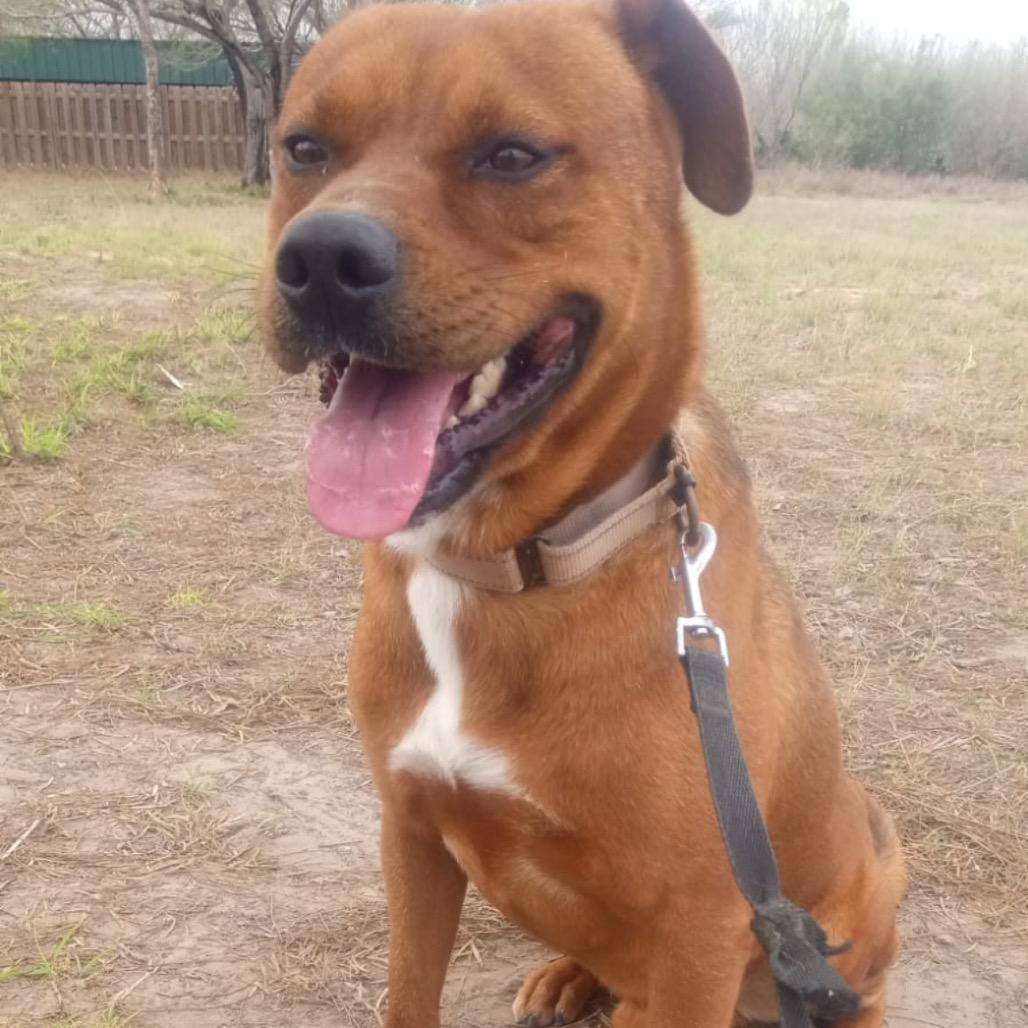 Enlarge John, a Adoptable mixed breed in West Islip, NY image 4/6