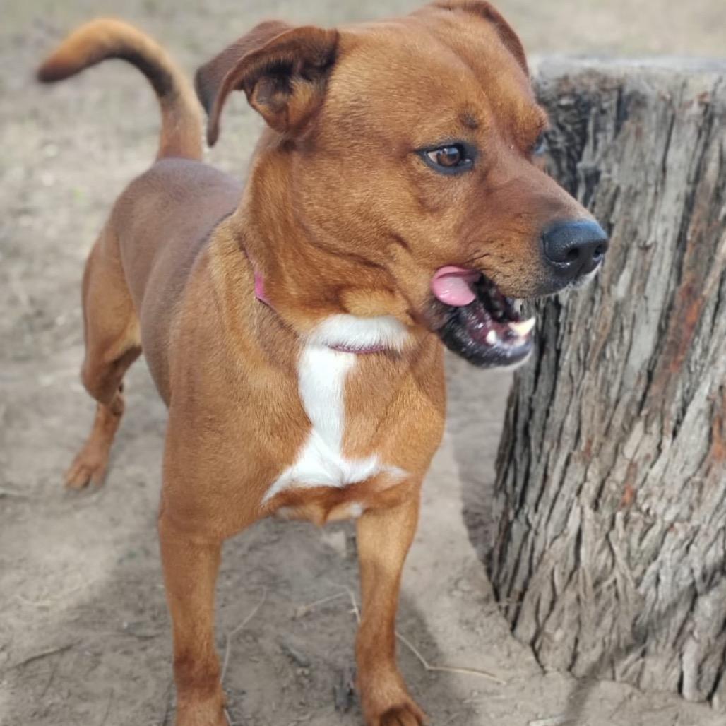 Enlarge John, a Adoptable mixed breed in Oceanside, NY image 3/6