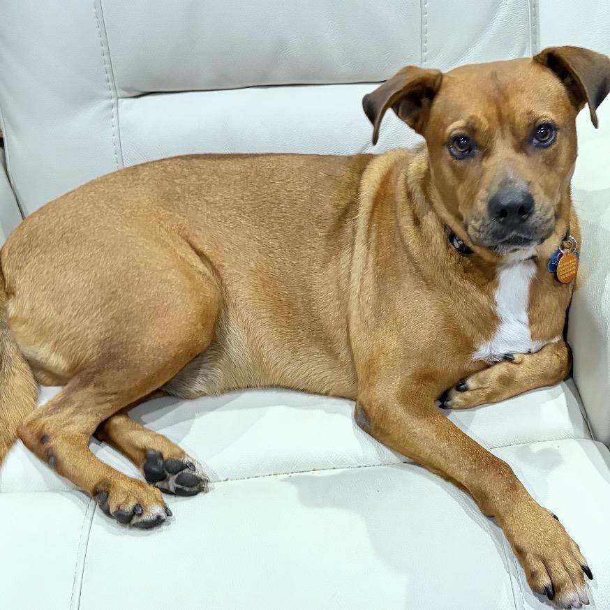 Enlarge John, a Adoptable mixed breed in Oceanside, NY image 4/6