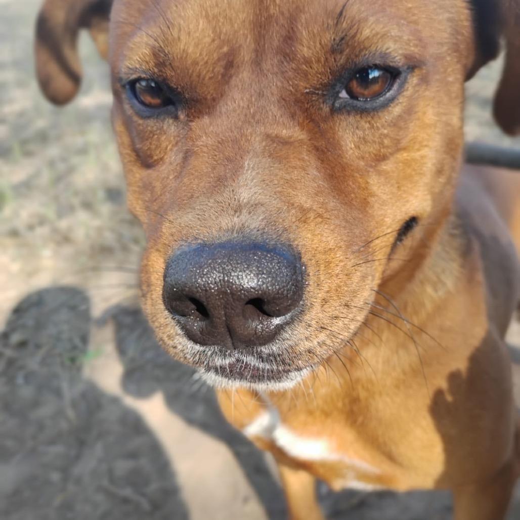 Enlarge John, a Adoptable mixed breed in Oceanside, NY image 5/6