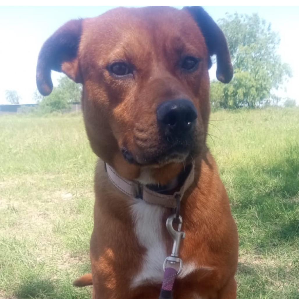 Enlarge John, a Adoptable mixed breed in West Islip, NY image 4/6