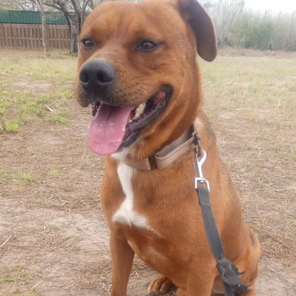 John, a Adoptable mixed breed in West Islip, NY image 2/2