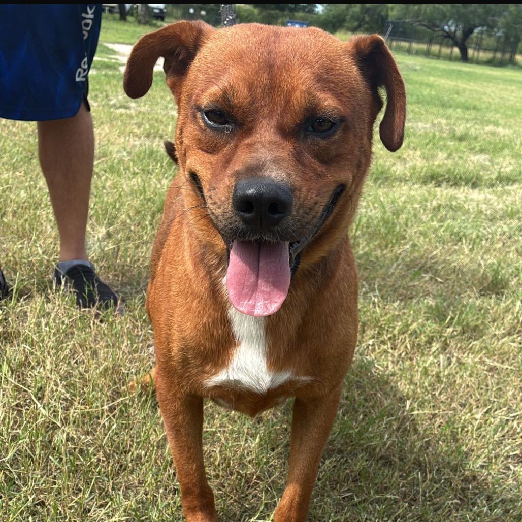 Enlarge John, a Adoptable mixed breed in West Islip, NY image 6/6