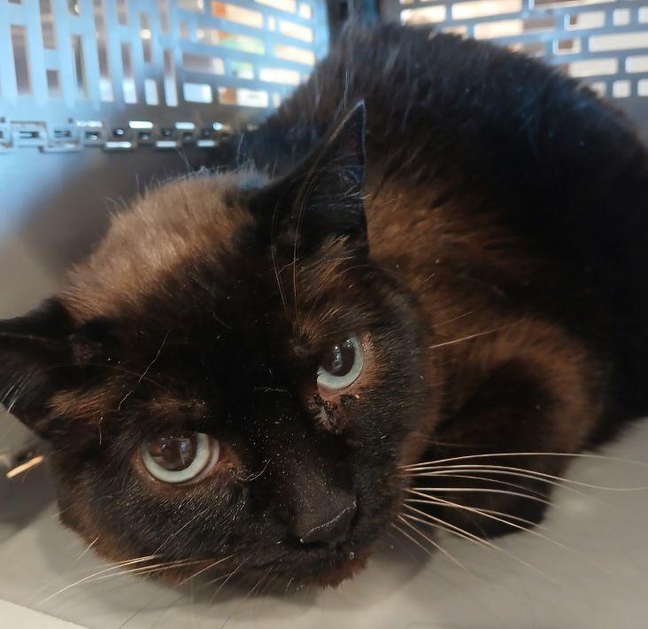 43935612, ADOPTABLE, Adult Female Siamese.