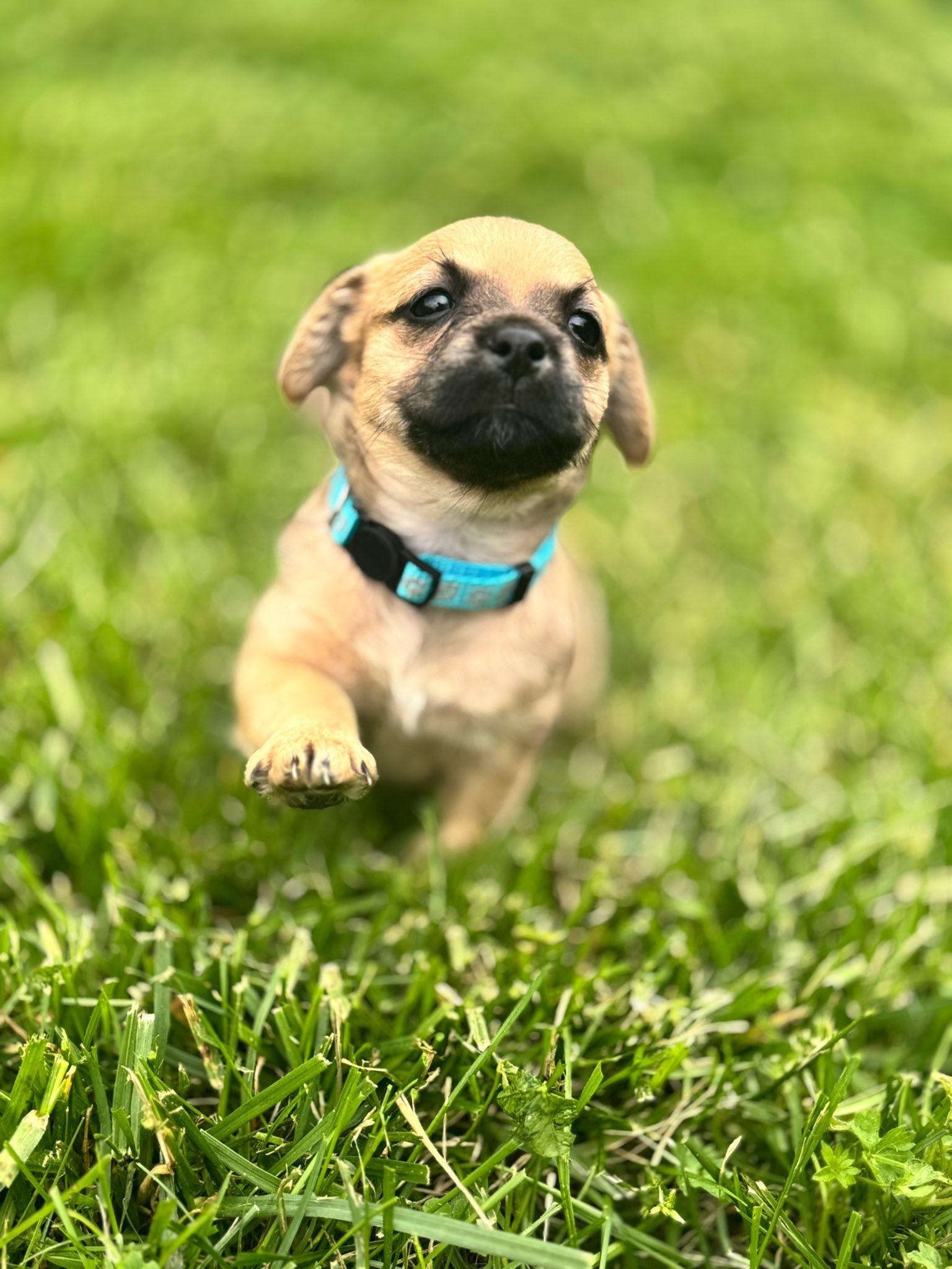 Enlarge Sally, a Adoptable mixed breed in Richmond, KY image 2/4
