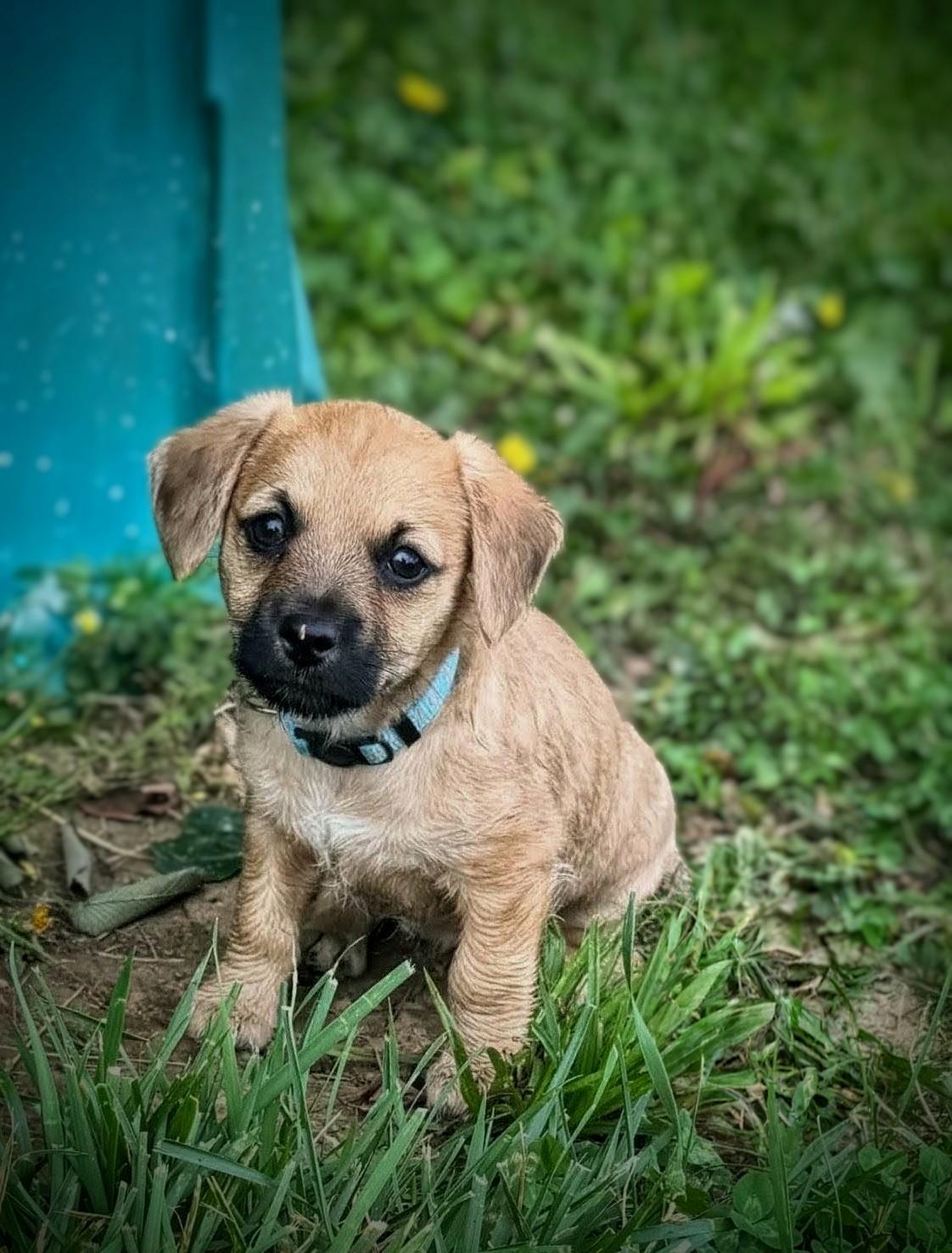Enlarge Sally, a Adoptable mixed breed in Richmond, KY image 3/4