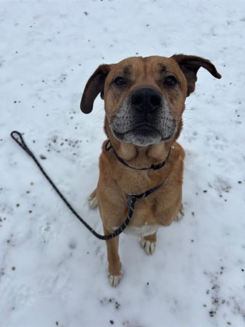 BUSTER, Adoptable, Adult Male Boxer & Mixed Breed.