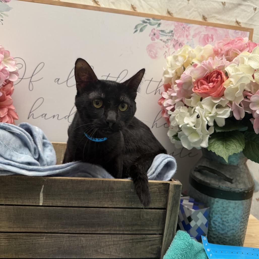 Enlarge Midnight, a Adoptable American Shorthair in Newberg, OR image 1/1