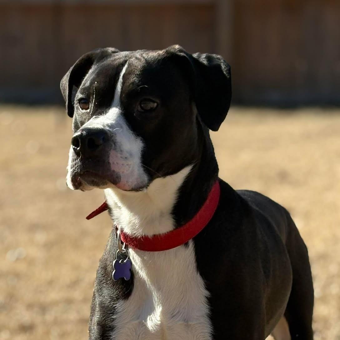 Enlarge Teddy, a ADOPTABLE Mixed Breed in Northwood, NH image 1/3