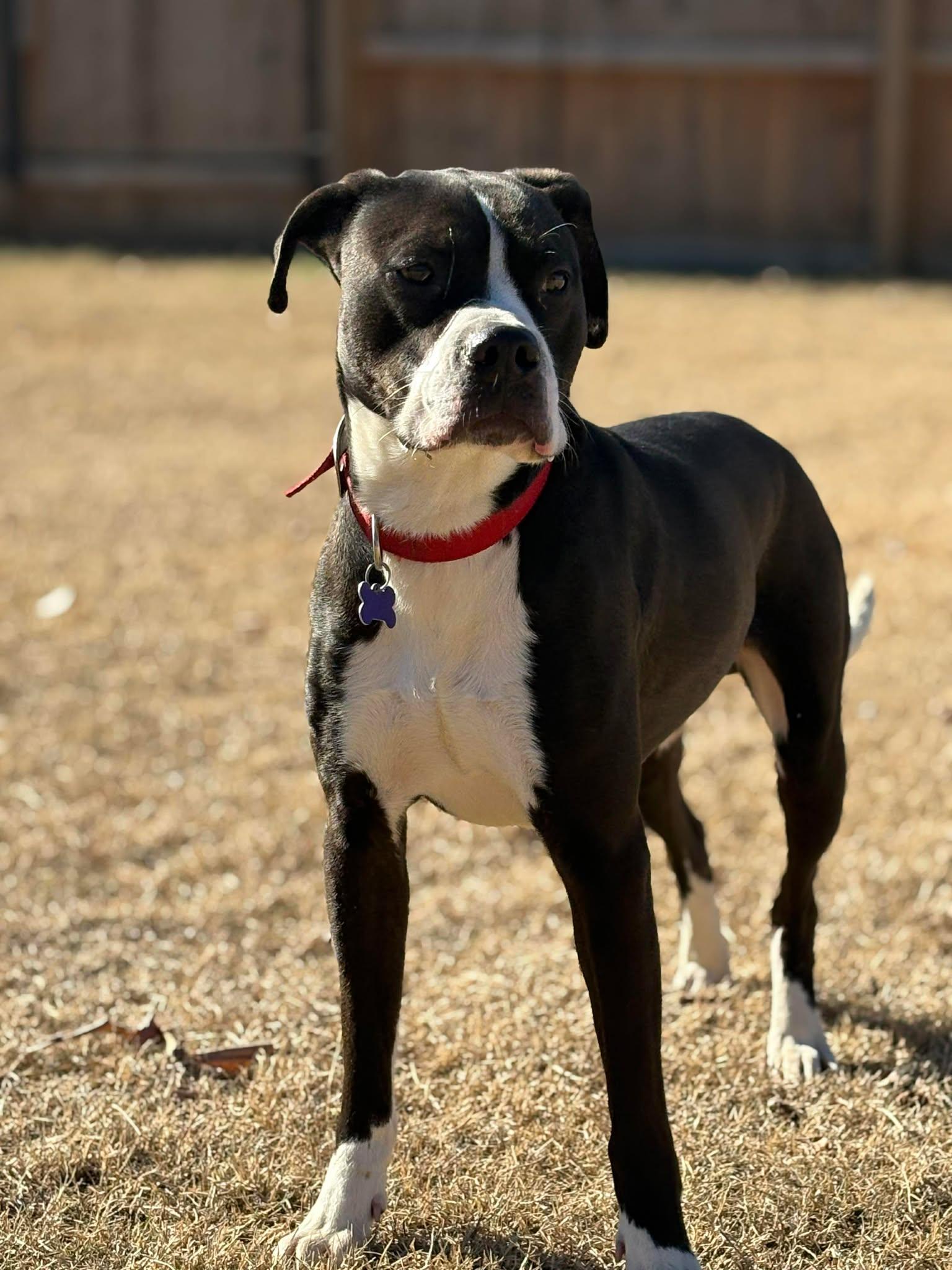 Enlarge Teddy, a ADOPTABLE Mixed Breed in Northwood, NH image 2/3