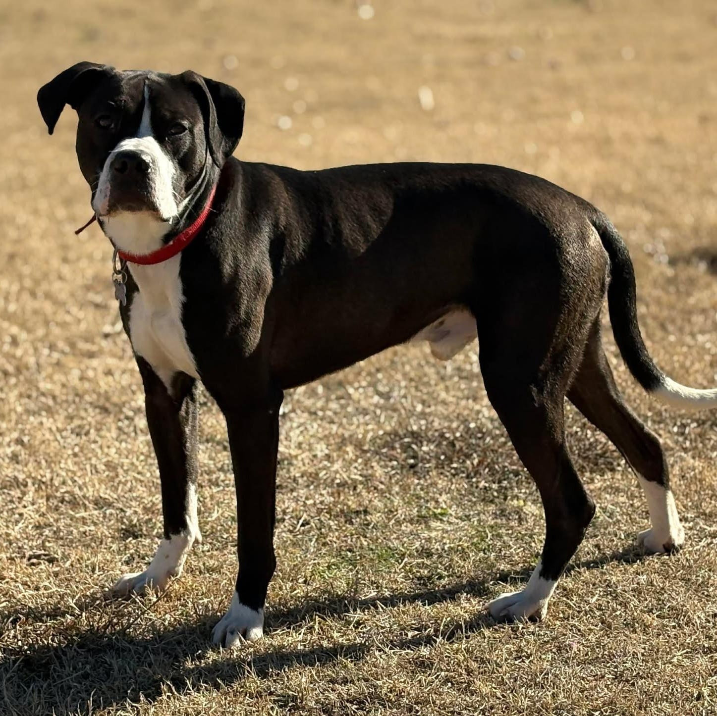 Teddy, ADOPTABLE, Young Male Mixed Breed.