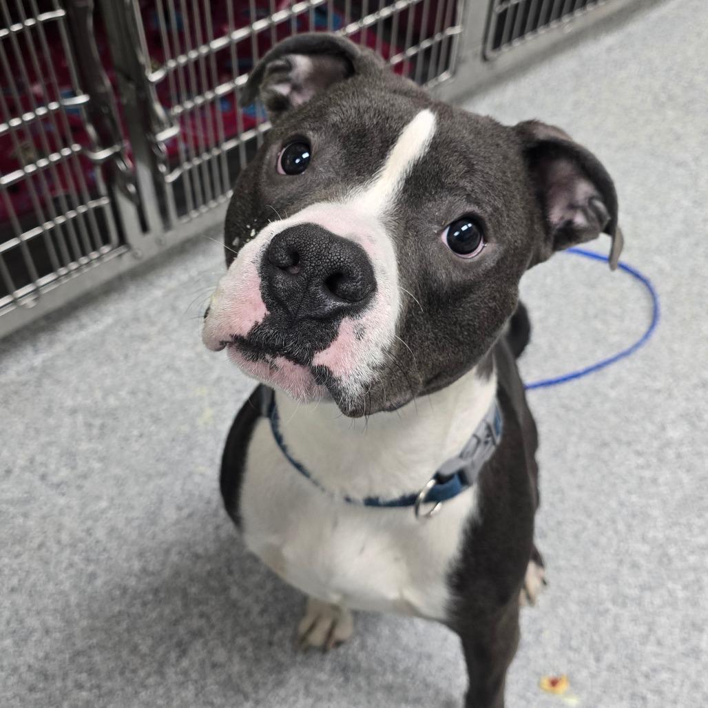 Dex, Adoptable, Young Male American Staffordshire Terrier.