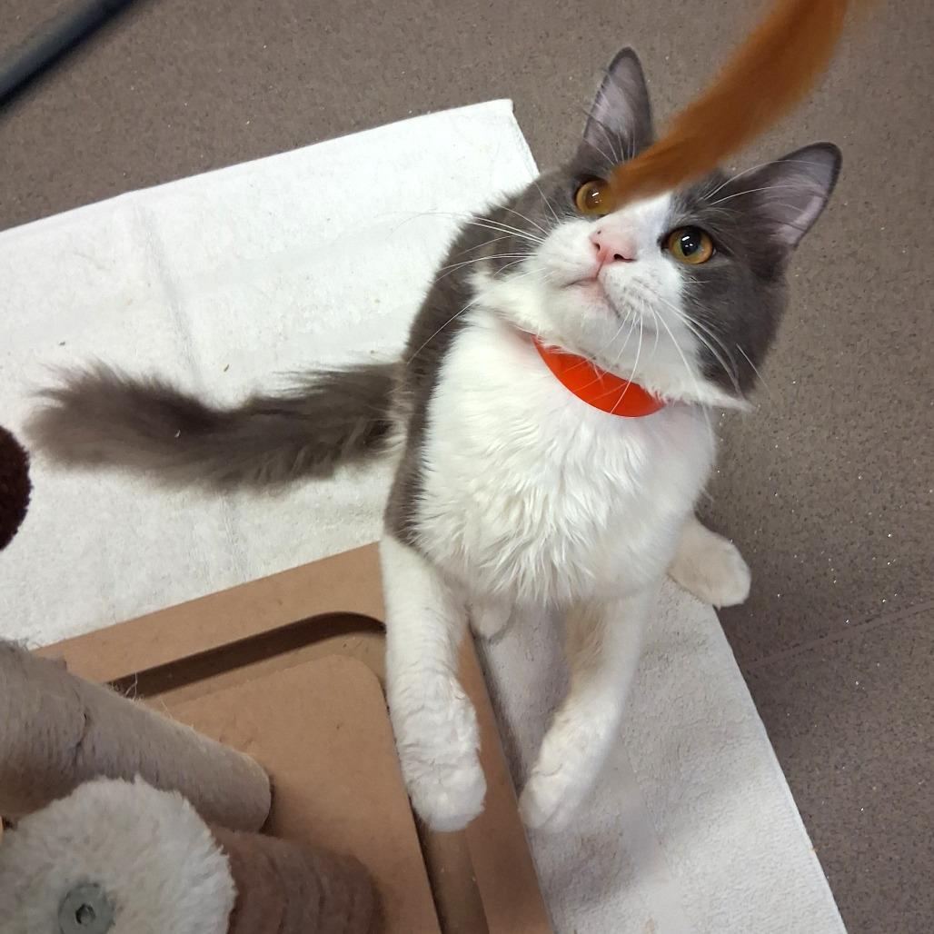 Ridge, Adoptable, Adult Male Domestic Medium Hair.