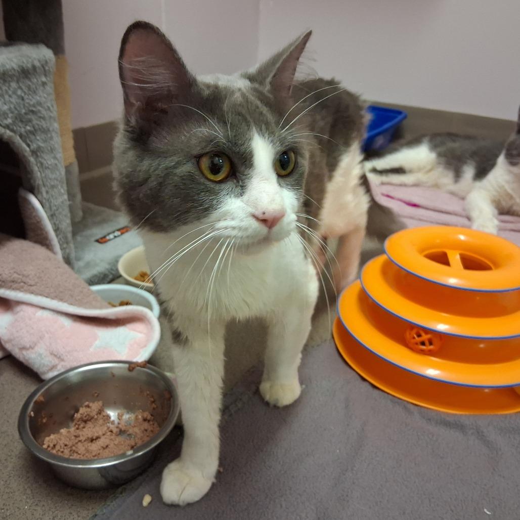 Enlarge Ridge, a Adoptable Domestic Medium Hair in Middlebury, VT image 2/5
