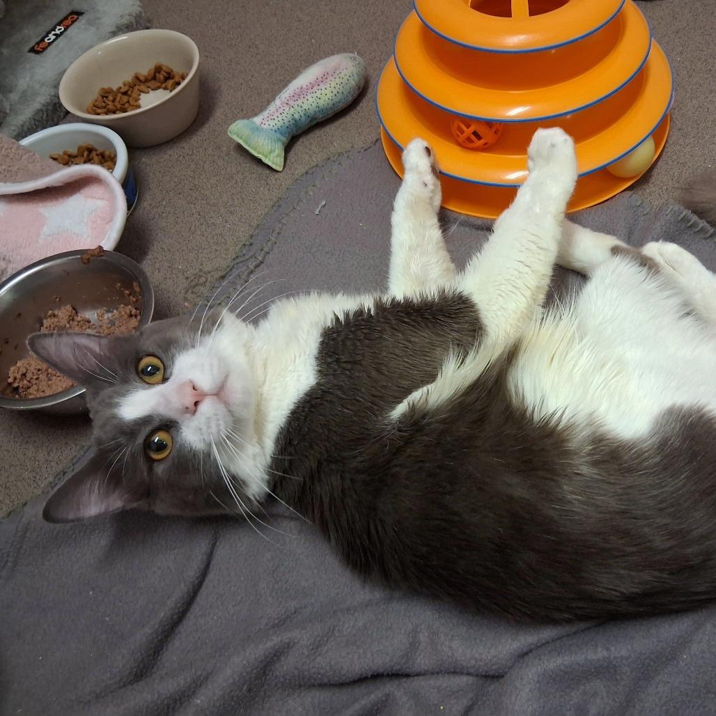 Enlarge Ridge, a Adoptable Domestic Medium Hair in Middlebury, VT image 3/5