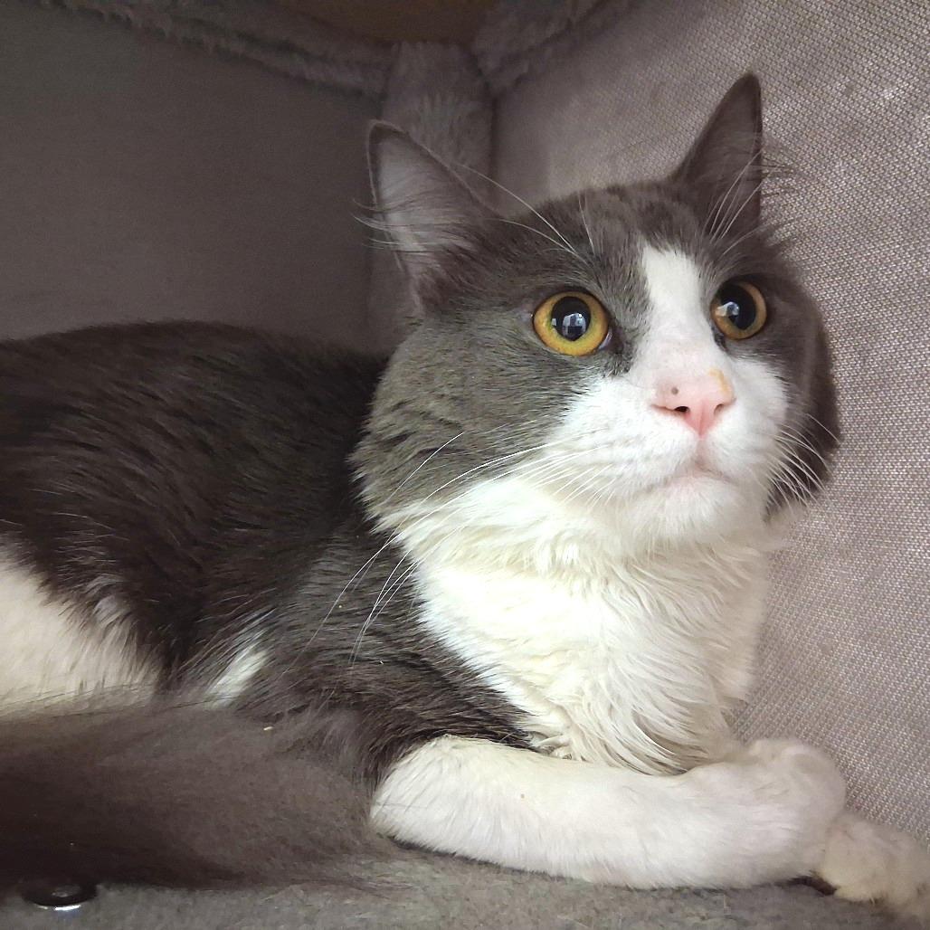 Enlarge Ridge, a Adoptable Domestic Medium Hair in Middlebury, VT image 4/5