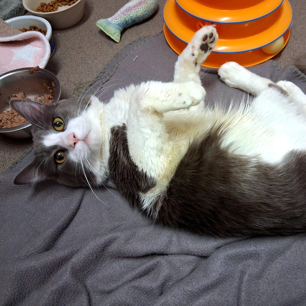 Enlarge Ridge, a Adoptable Domestic Medium Hair in Middlebury, VT image 5/5