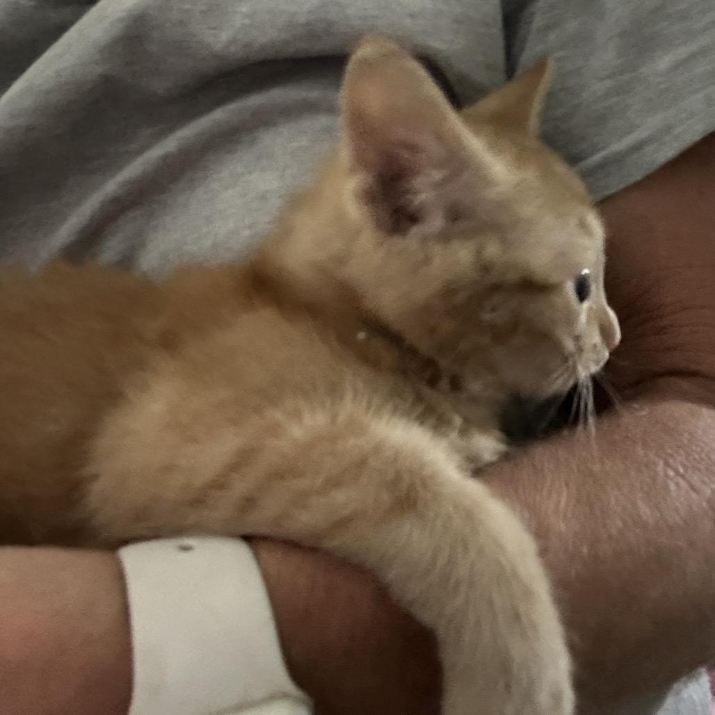 Ruby, Adoptable, Young Female Domestic Short Hair.