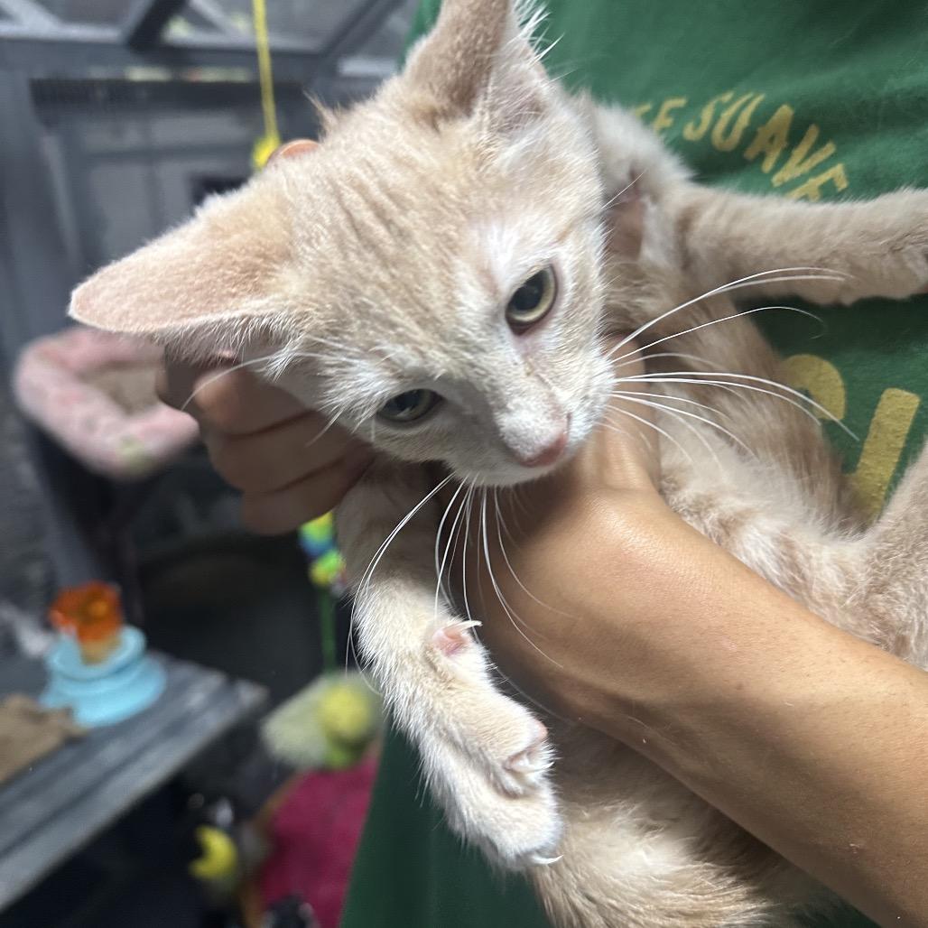 Enlarge Ruby, a Adoptable Domestic Short Hair in Nokesville, VA image 2/6