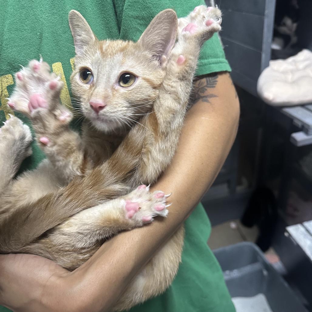 Enlarge Ruby, a Adoptable Domestic Short Hair in Nokesville, VA image 3/6