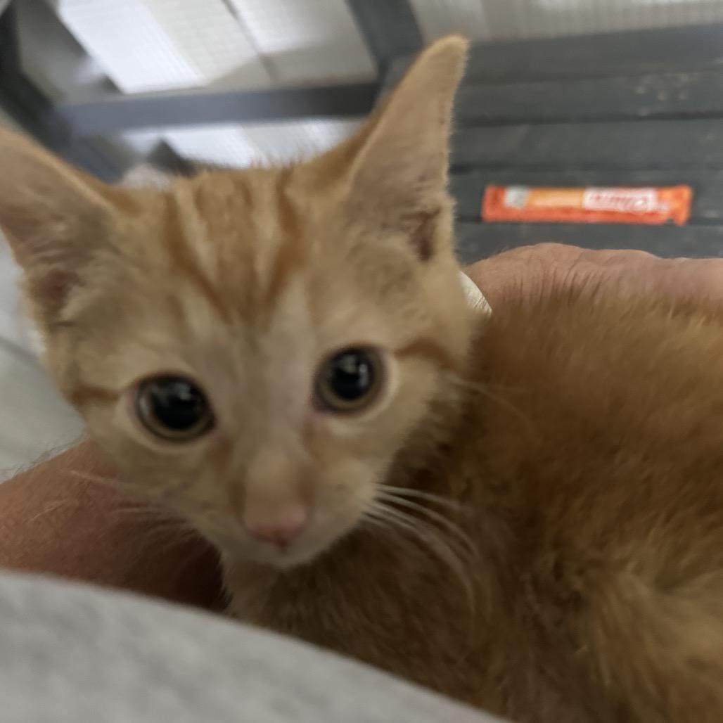 Enlarge Ruby, a Adoptable Domestic Short Hair in Nokesville, VA image 4/6