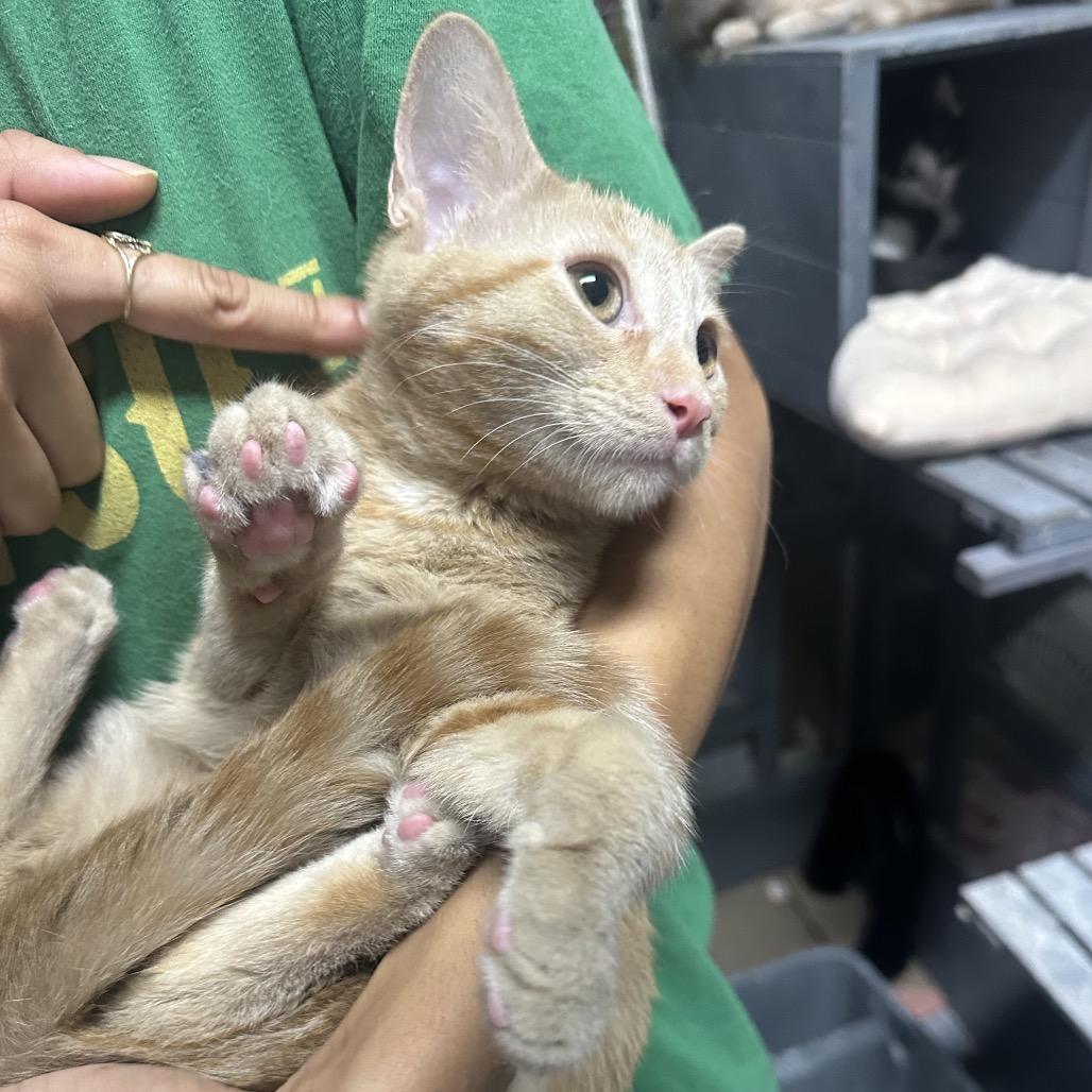 Enlarge Ruby, a Adoptable Domestic Short Hair in Nokesville, VA image 5/6