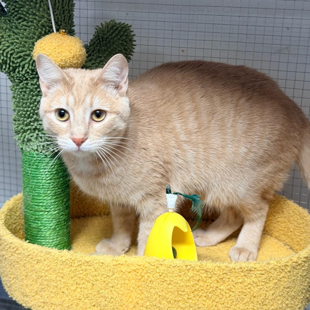 Ruby, a Adoptable Domestic Short Hair in Nokesville, VA image 5/6