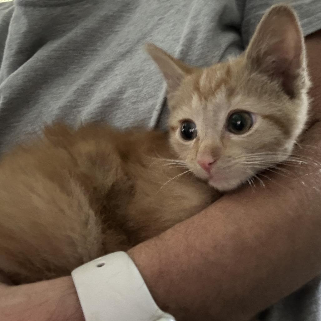 Enlarge Ruby, a Adoptable Domestic Short Hair in Nokesville, VA image 6/6