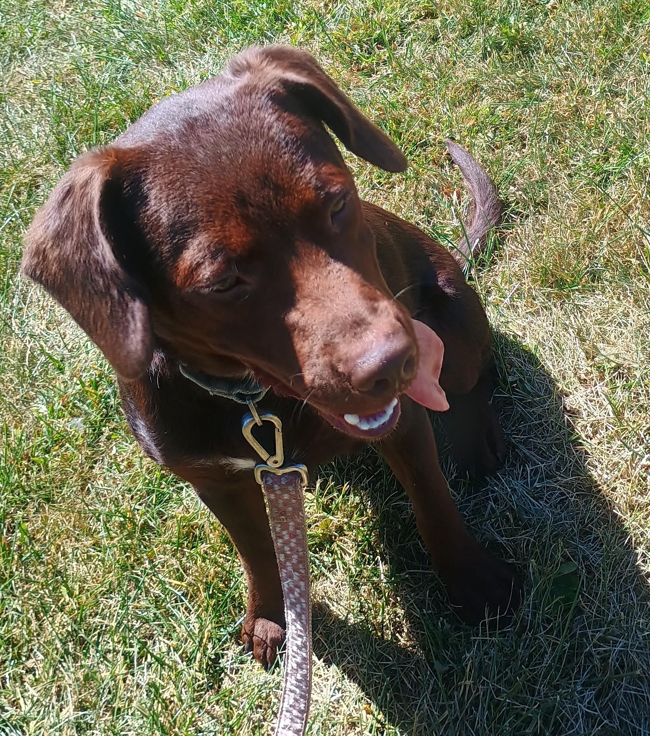 Kobe, Adopted, Young Male Chocolate Labrador Retriever & German Shorthaired Pointer.